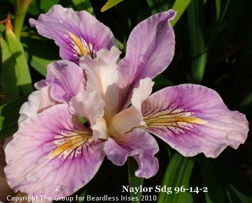Naylor Sdg 96-14-2 (3)